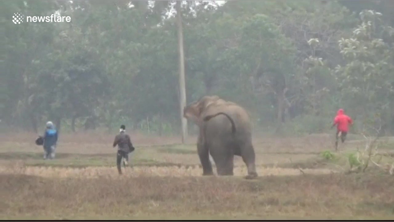 Fil insanlara hücum edib, onları tapdadı
