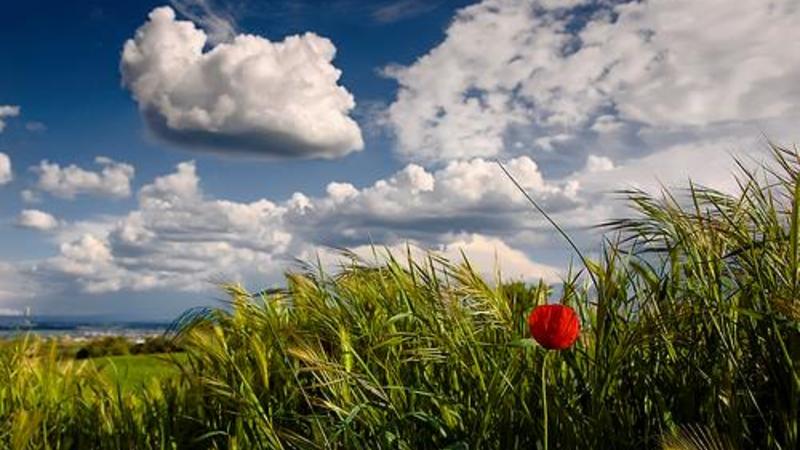 Sabah Azərbaycanda yaz havası olacaq - PROQNOZ