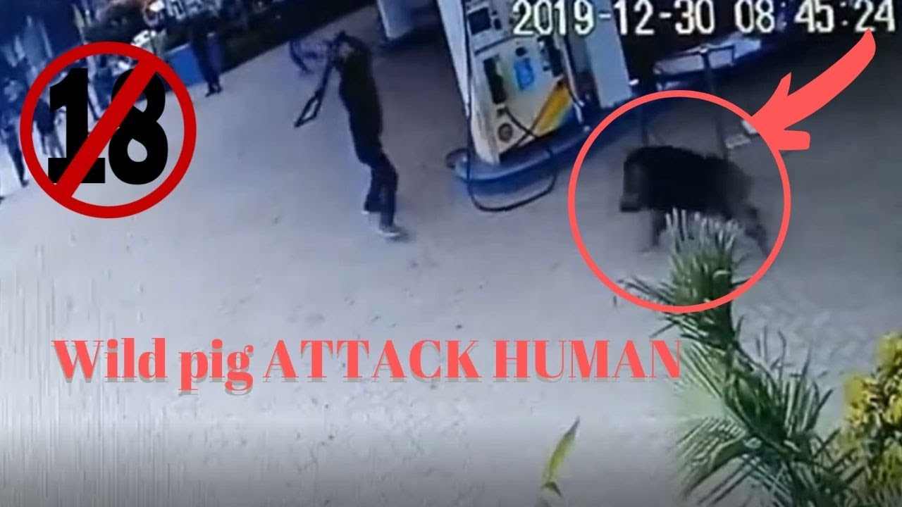 Dəhşətli görüntü: Vəhşi heyvan şəhərin ortasında insanlara hücum etdi,yaralılar var