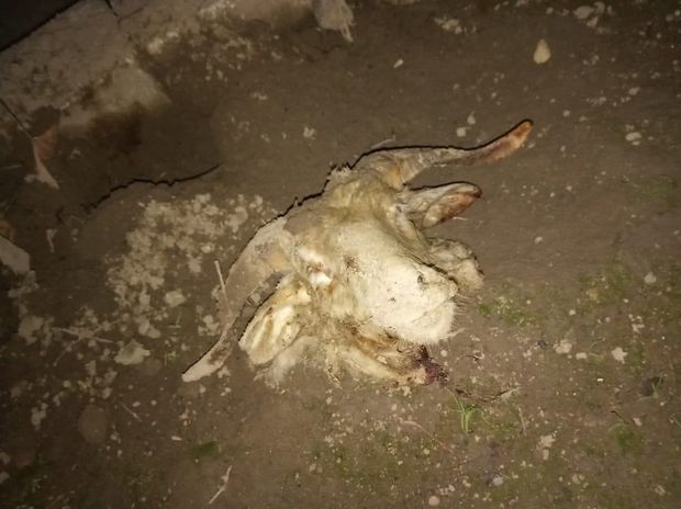 Tanınmış hüquq müdafiəçisinə qoyun başı atdılar + FOTO