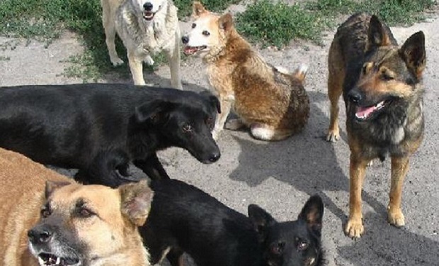 Qalalılar qorxu içində: bir uşaq öldü, növbədə kimdir? — Quduz itlər ölüm saçır