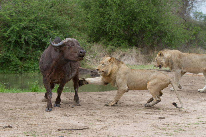 Ac şirlər camışı yolun ortasında parçaladı +VİDEO