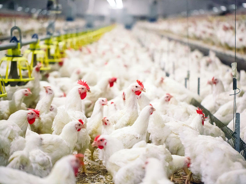 Azərbaycana bu ölkələrdən diri quş və quş məhsullarının idxalına müvəqqəti məhdudiyyət qoyuldu