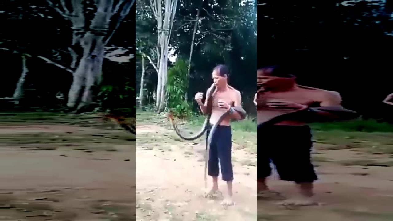 Kobra ilanı kişini boynundan sancdı +VİDEO