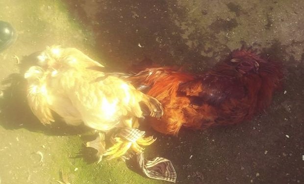 Bakıda tükürpədici hadisə — Jurnalistin evində öldürülüb bir-birinə bağlanmış xoruz və toyuq tapıldı - FOTO