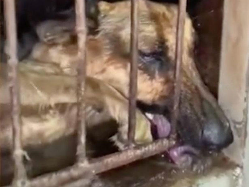 Çindən dəhşətli video: Diri itin üzərinə qaynar su töküb... (18+)