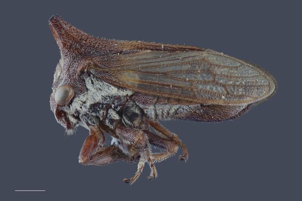 Alimlər yeni tapılan həşərata Ledi Qaqanın adını verdilər