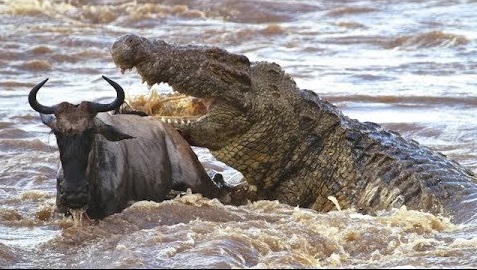 Timsahlar su içmək istəyən antilopu diri-diri parçaladı (18+VİDEO)