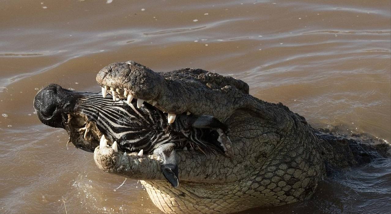 Qorxunc görüntü: Timsah zebranı insanların gözü önündə uddu (18+VİDEO)