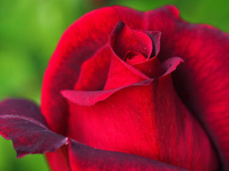 Gül ətri biliyin gücünü artırır