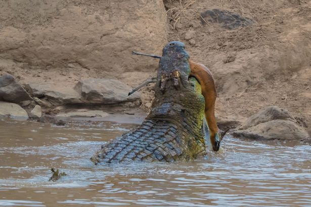 Timsah sudan çıxıb ceyranı diri-diri parçaladı (18+VİDEO)