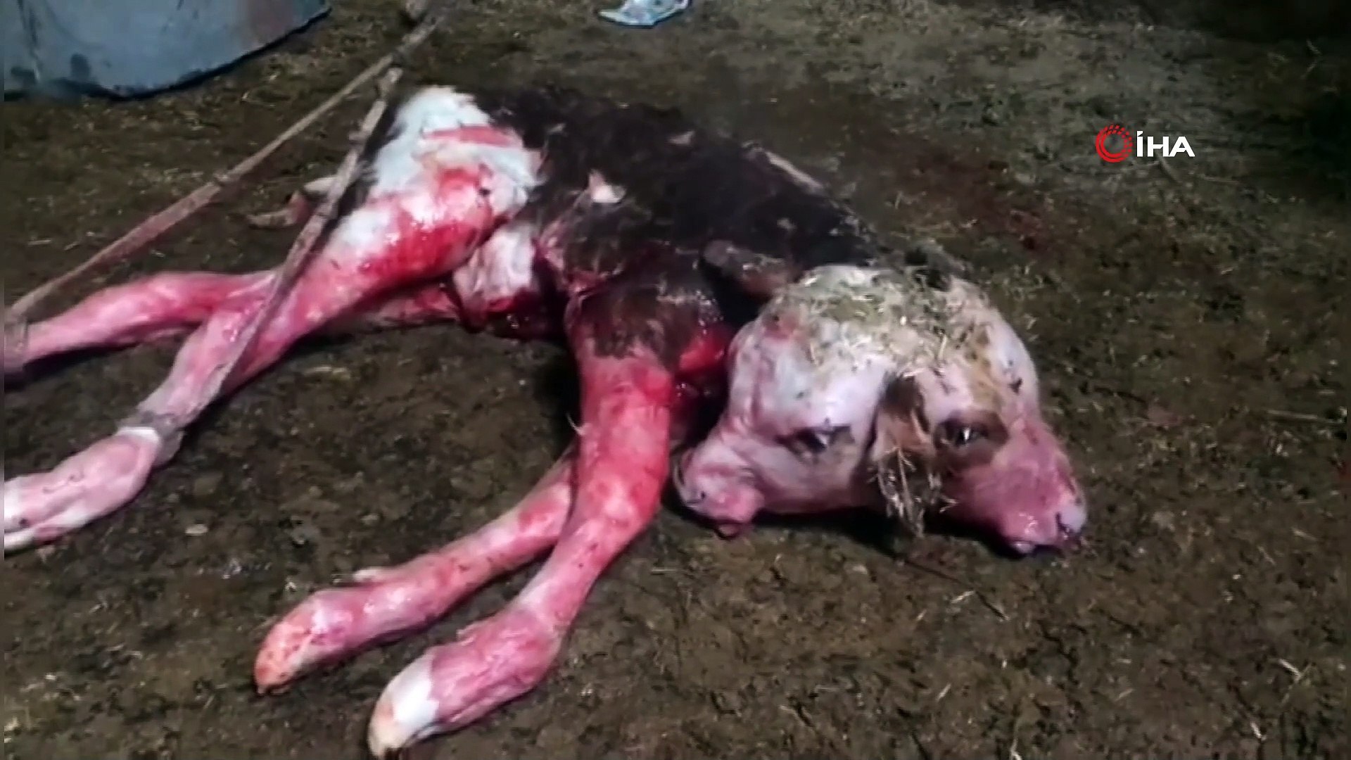 Görənlər şoka düşdü: İnəyin  qarnından çıxan buzov...+VİDEO