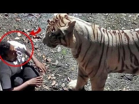 QORXULU ANLAR: Pələng insanlara hücum çəkdi