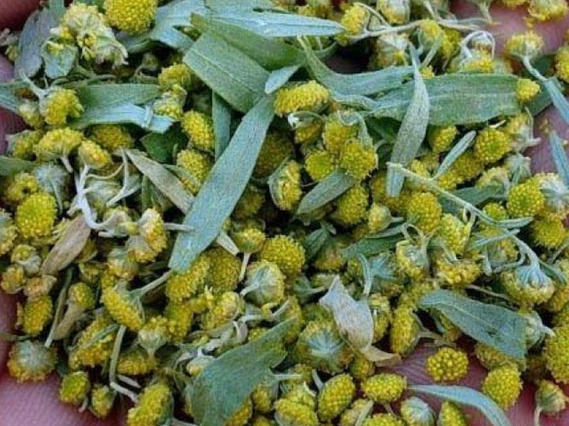 Bu bitki xərçəngin qənimidir: Şişi və metastazları məhv edir – TƏSİRİ