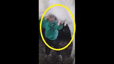 Şok görüntü: Uşaq inəyin döşündən süd əmdi