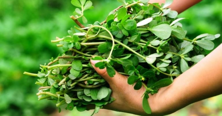 Min bir dərdin dərmanı - Bu xəstəlikləri olanlar mütləq İSTİFADƏ ETSİN