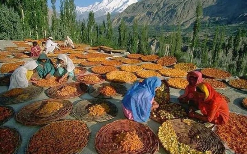 Bu meyvəni yeməklə 100 il yaşamaq olur– Qədim qəbilənin sirri