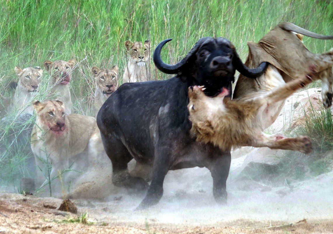 Şirlər camışı ayaq üstə parçaladı +VİDEO