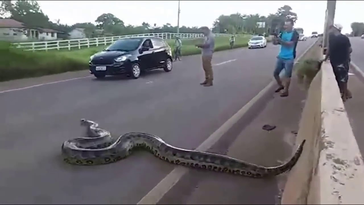 Şəhərin mərkəzində qorxunc görüntü: Nəhəng ilan yolu kəsdi +VİDEO