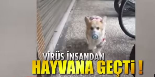 Koronovirus insandan heyvanlara  keçdi - İtlər karantinə alındı