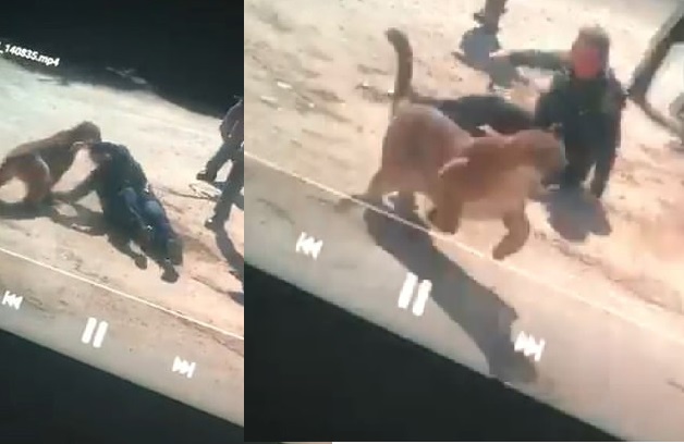 Hero female cop fights a MOUNTAIN LION with her bare hands before it is shot dead by her colleagues
