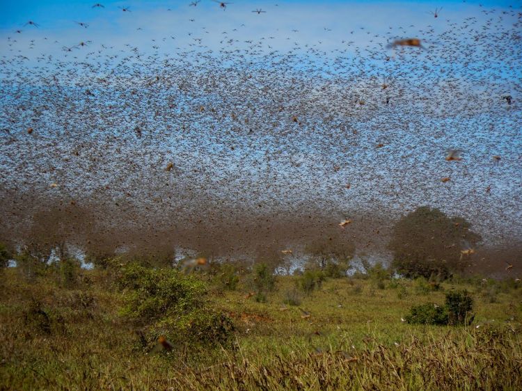Azərbaycan sərhədinə 400 milyard çəyirtkə gəlir... Koronavirusdan daha böyük TƏHLÜKƏ! / VİDEO