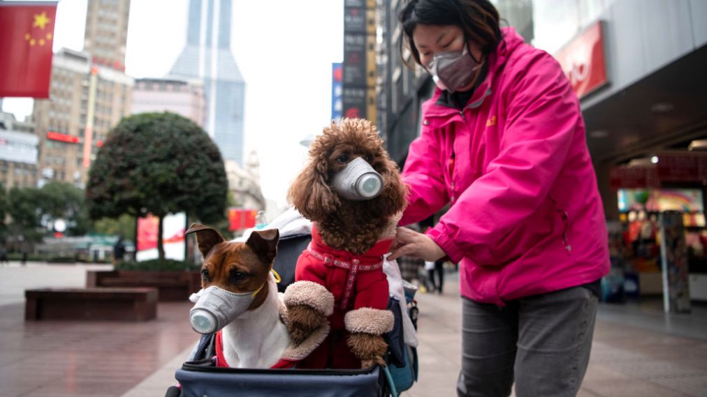 Heyvanlardan koronovirus keçirmi? -Təcili açıqlama