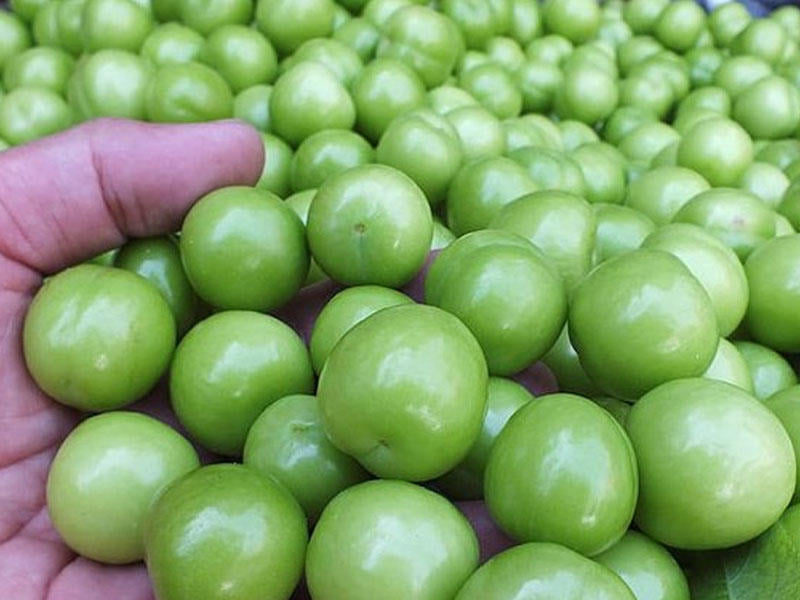 Azərbaycanda alça bağlarında DƏHŞƏTLİ xəstəlik yayıldı - VİDEO  