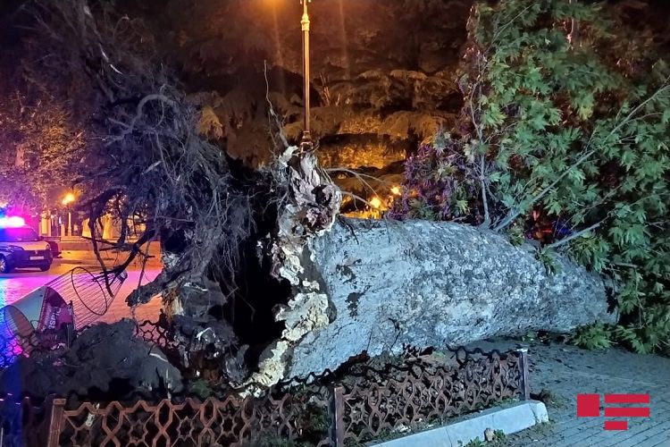 Güclü külək Azərbaycanda ciddi fəsadlar törətdi - FOTO