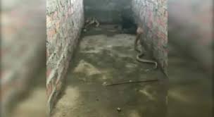 Zəhərli kobranın hücumundan balalarını belə qorudu - Video