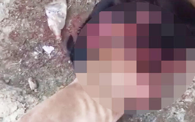 Azərbaycanda itləri döyüşdürüb bir-birinə yedirirlər - DİN məsələyə qarışdı - FOTO