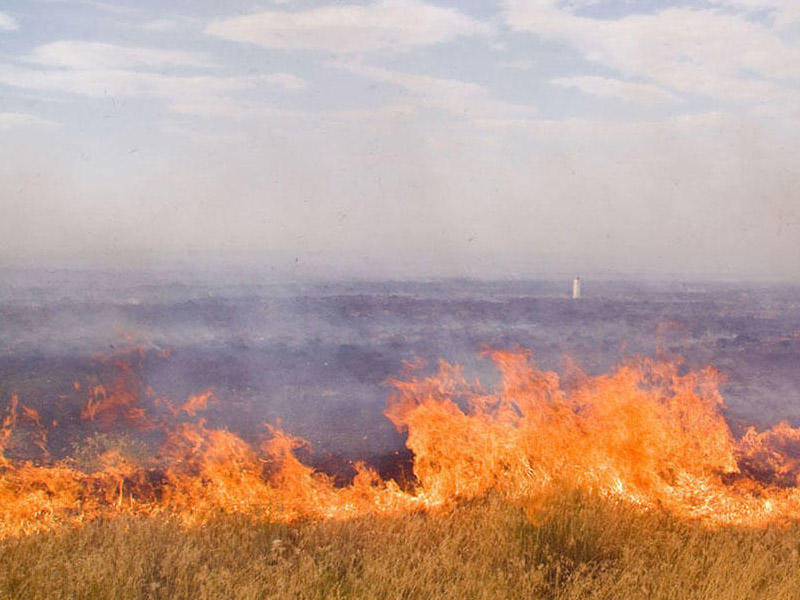 Biləsuvarda biçilməmiş taxıl sahəsi yanıb