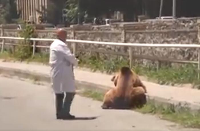 Şəkidə gəzən ayı belə zərərsizləşdirildi – VİDEO