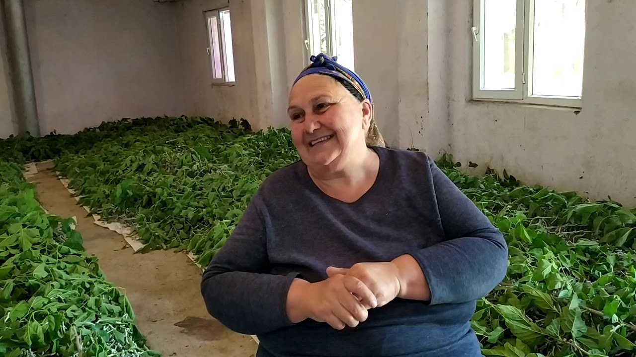 Azərbaycanda bu iş aya 8 min manat qazandırır - VİDEO