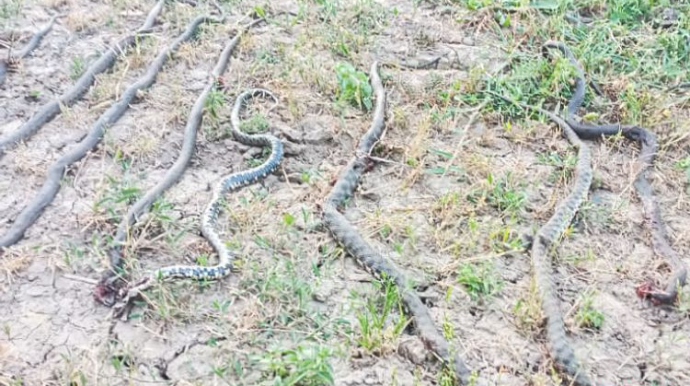 Azərbaycanda kəndə ilanlar hücum etdi - ŞOK GÖRÜNTÜLƏR