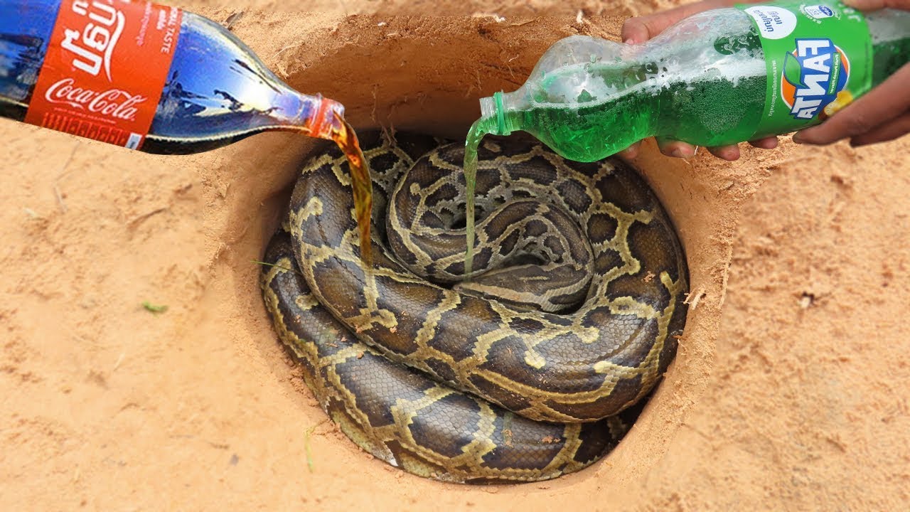 İlanın yuvasına cola tökdülər, görün nə oldu - VİDEO