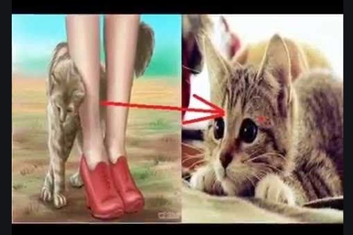 Bir pişik sizə yaxınlaşırsa, bu, Allahın 3 əlaməti deməkdir