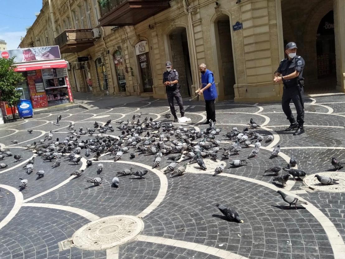 Səbail polisindən nümunəvi addım: Ac quşları yemlədilər 