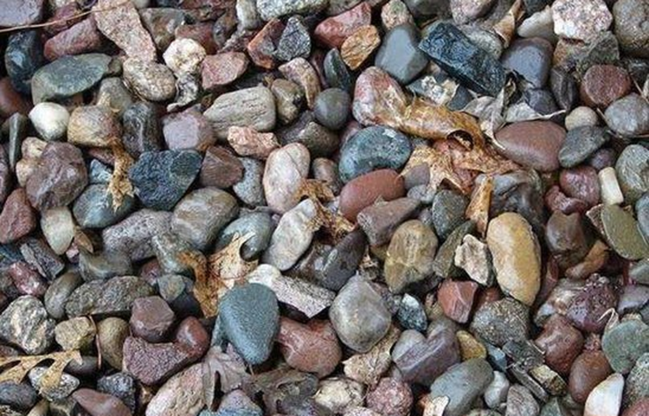 Fotodakı heyvanı tapın - Hər kəsə asan gəlsə də çox az adam tapır