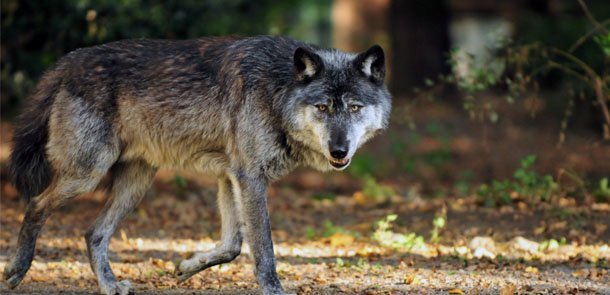 Azərbaycanda qorxunc hadisə: Canavarlar həyətə girdi,təlafat var (VİDEO)