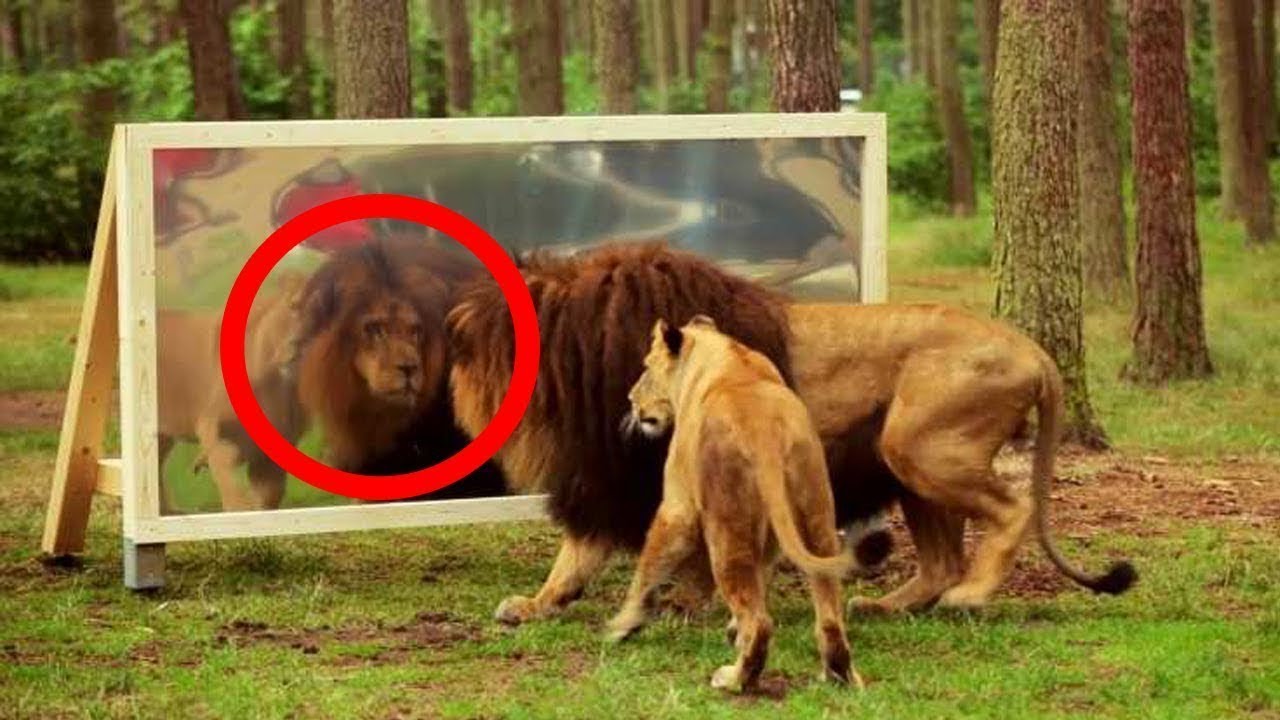 Özünü güzgüdə  görən heyvanlar  görün  nə etdi  — MARAQLI  VİDEO