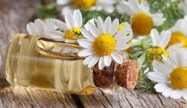 Dünyanın ən bahalı məhsullarından biri də çobanyastığı çiçəyi yağıdır.