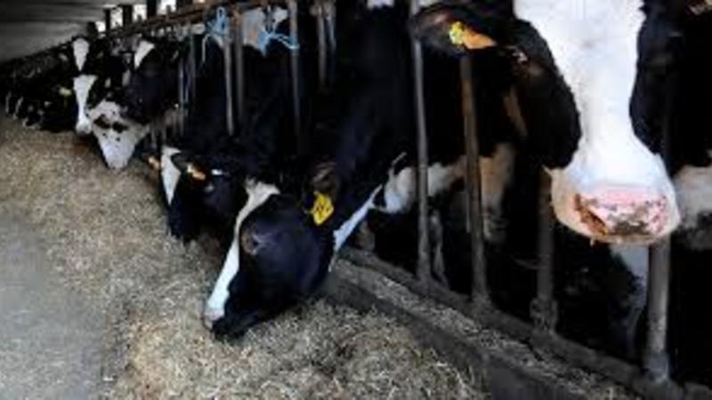 6 min maaş təklif etdilər, çoban tapa bilmədilər - VİDEO