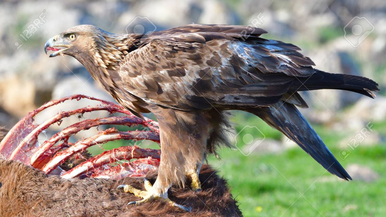 2020/06/20/1592647552_93805059-golden-eagle-aquila-chrysaetos-eating-from-a-carcasse-in-mountains.jpg