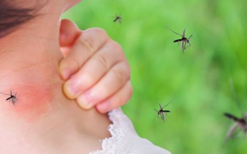 Ağcaqanadlar koronavirus yayırmı? – HƏKİMLƏR DANIŞDI