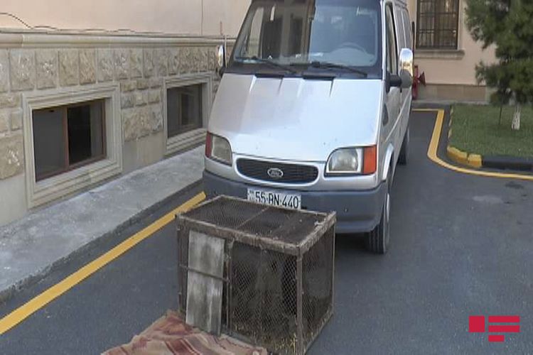 Polis  qəribə səs  gələn maşını saxladı: Yük yerindən görün nə çıxdı (VİDEO)