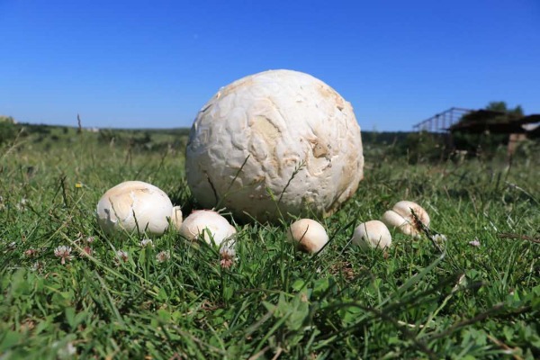 Futbol topuna bənzəyən nəsnə tapdı, reallığı öyrənəndə HEYRƏTƏ DÜŞDÜ - FOTO