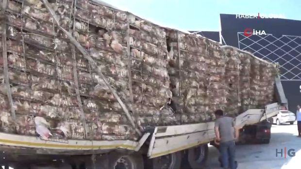 TIR aşdı, içindəki 15 min toyuğun beş mini tələf oldu - VİDEO