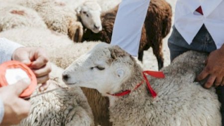 Karantin dövründə Qurban bayramı necə olacaq? - Video