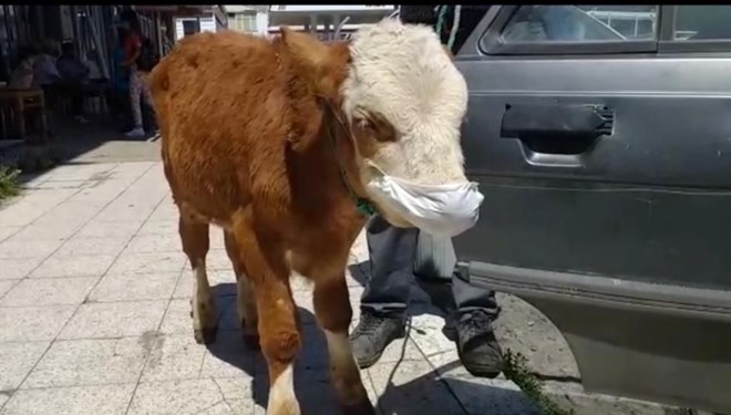 Buzova maska taxıb həkimə apardılar  - FOTO